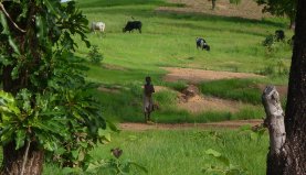 Rayangnewind du  Burkina Faso: projet moulins � grains 